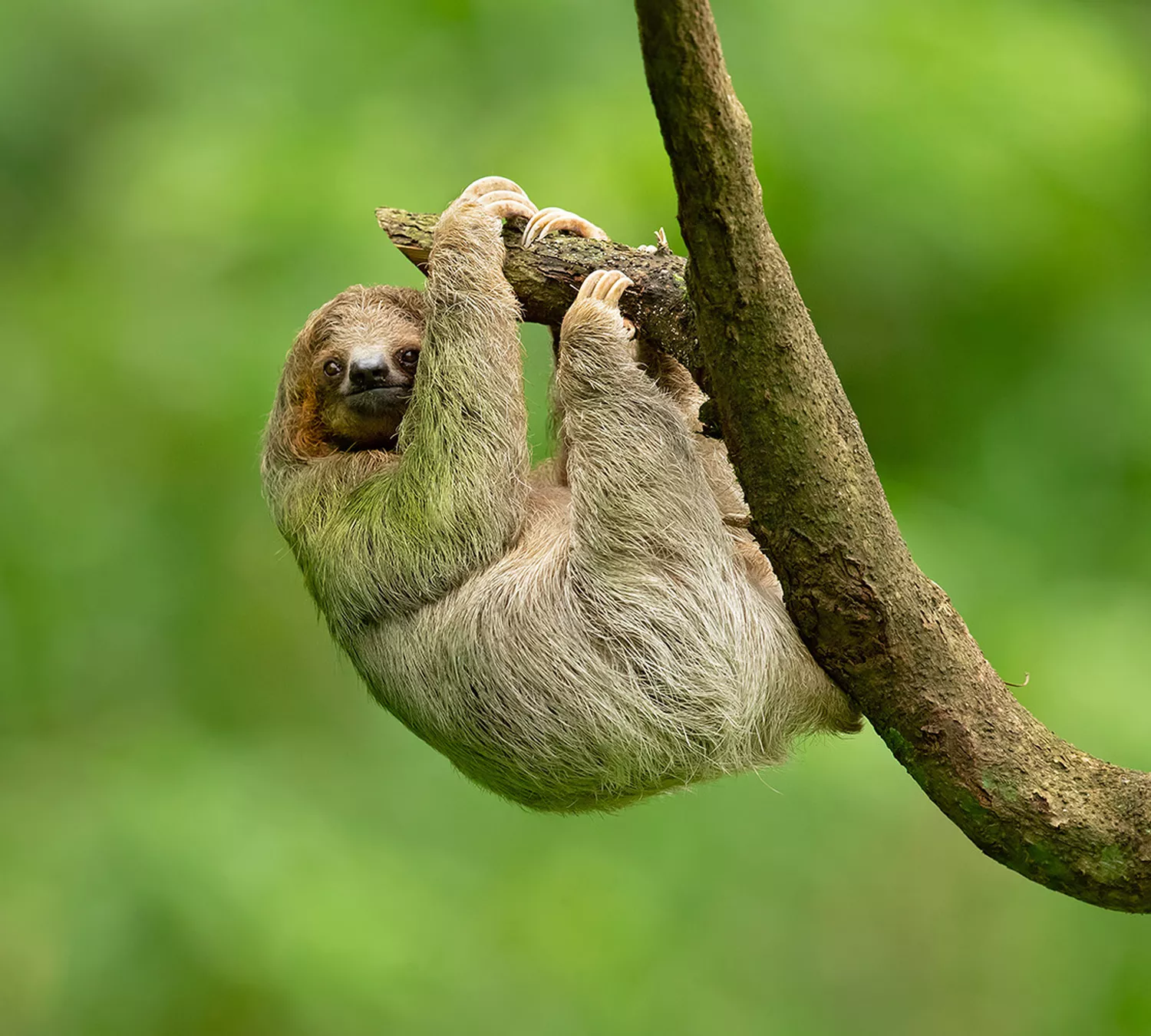 Sloth die in een boom hangt, samenwerking met 1% for the planet