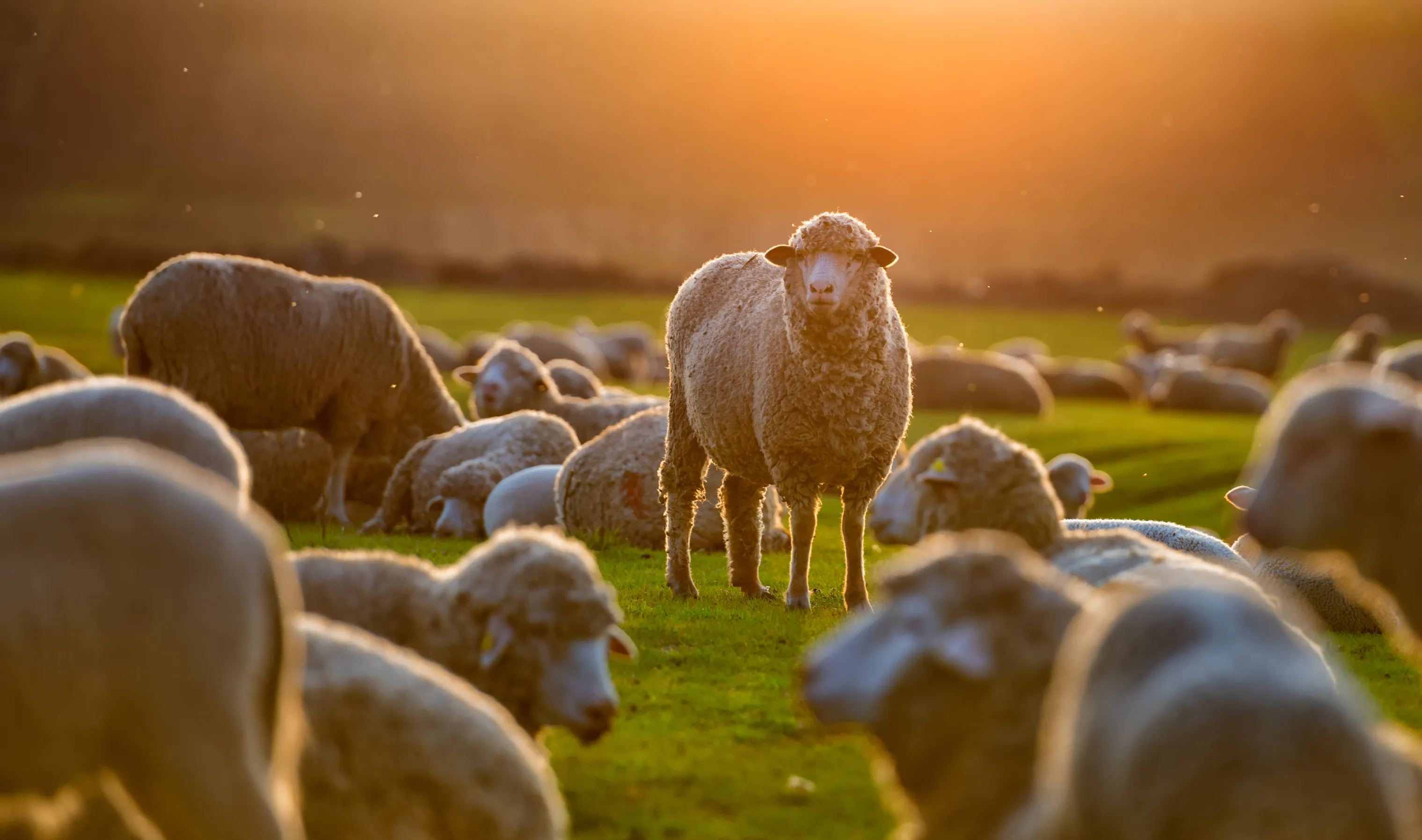 Het gebruik van schapenwol in matrassen
