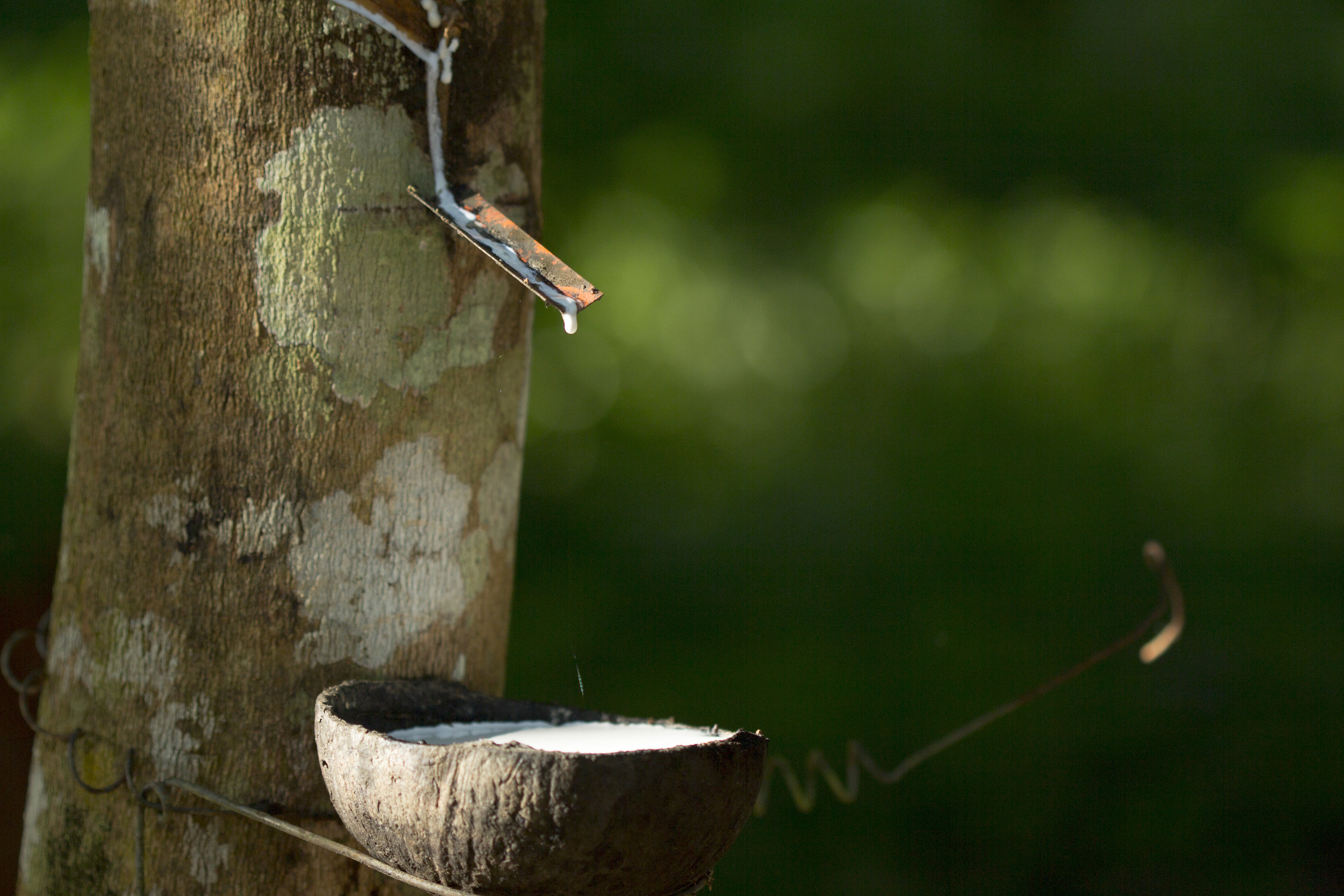 Latex die uit de boom getapt wordt